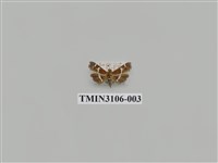 藏品(螟蛾181)的圖片